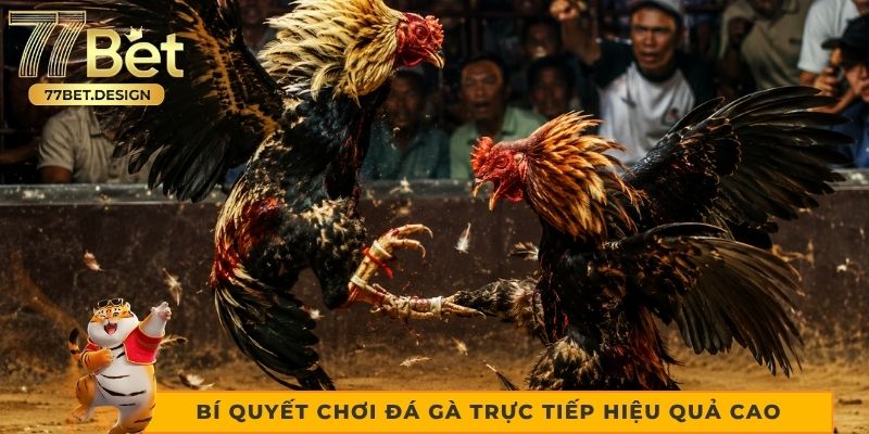Bí quyết chơi đá gà trực tiếp hiệu quả cao