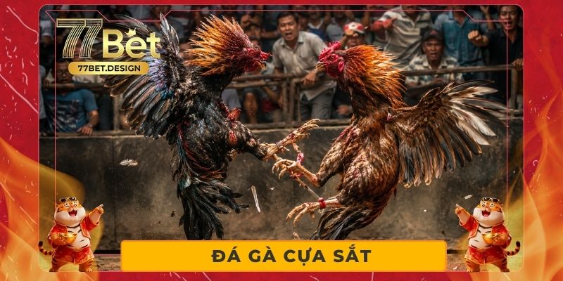 Đá Gà Cựa Sắt - So Tài Nảy Lửa, Cược Thắng Lớn Mỗi Ngày