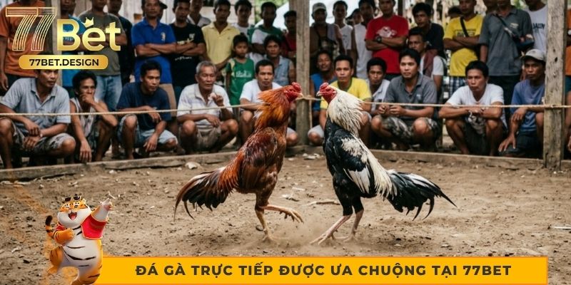Hình thức đá gà trực tiếp được ưa chuộng tại 77bet